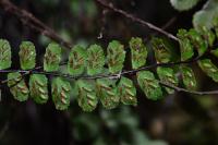 Asplenium trichomanes