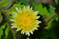 Sonchus oleraceus