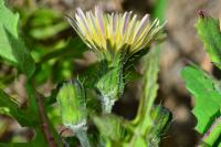 Sonchus oleraceus