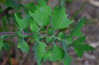 Sonchus oleraceus