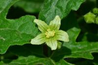 Bryonia dioica