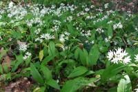 Allium ursinum