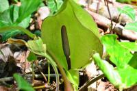 Arum maculatum