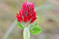 Trifolium incarnatum