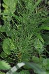 Equisetum arvense