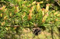 Pinus sylvestris