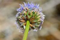 Globularia bisnagarica