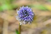 Globularia bisnagarica