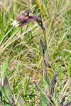 Silene latifolia