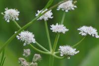 Oenanthe fistulosa