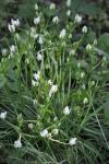 Ornithogalum divergens