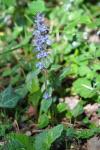 Ajuga reptans