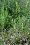 Platanthera chlorantha
