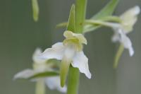 Platanthera chlorantha