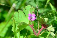 Geranium rotundifolium