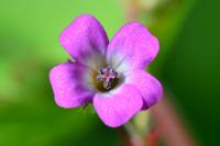 Geranium rotundifolium