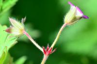 Geranium rotundifolium