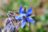 Borago officinalis