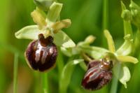 Ophrys aranifera