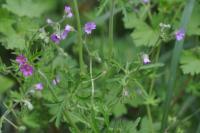 Geranium dissectum