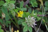 Trifolium glomeratum