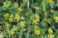 Trifolium dubium