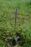 Orchis mascula