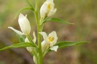 Cephalanthera damasonium