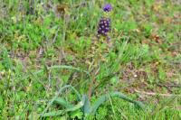 Muscari comosum