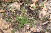 Pedicularis sylvatica