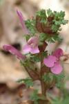 Pedicularis sylvatica