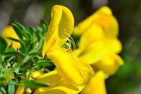 Cytisus scoparius