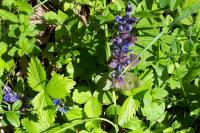 Ajuga reptans