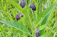 Symphytum officinale
