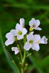 Cardamine pratensis