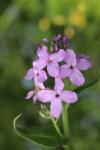 Hesperis matronalis