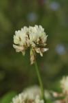 Trifolium repens