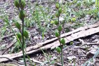 Hyacinthoides non-scripta