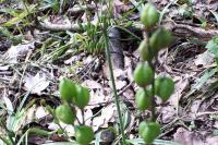 Hyacinthoides non-scripta