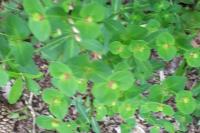 Euphorbia dulcis