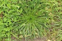 Plantago coronopus