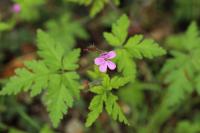 Geranium robertianum