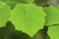 Populus tremula