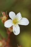 Saxifraga granulata
