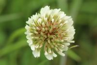 Trifolium repens
