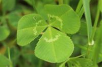 Trifolium repens