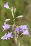 Campanula rapunculus
