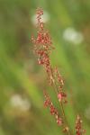 Rumex acetosa