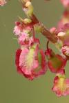 Rumex acetosa