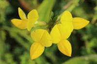 Lotus corniculatus